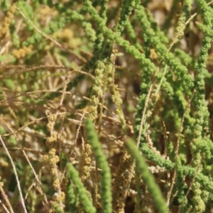 Dysphania rhadinostachya at Corfield, QLD - 23 Jul 2024 12:45 PM