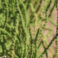 Dysphania rhadinostachya at Corfield, QLD - 23 Jul 2024