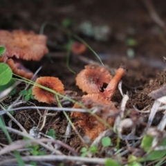 Laccaria sp. (Laccaria) at Strathnairn, ACT - 5 Jul 2024 by AlisonMilton