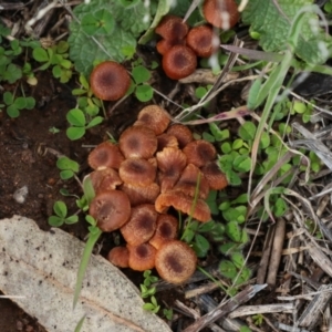 Laccaria sp. at Strathnairn, ACT - 5 Jul 2024 12:54 PM