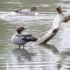 Chenonetta jubata (Australian Wood Duck) at O'Connor, ACT - 7 Jul 2024 by AlisonMilton