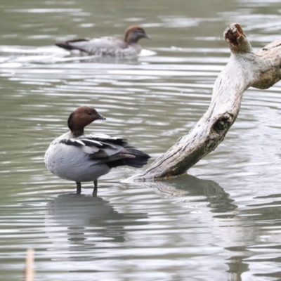 Chenonetta jubata (Australian Wood Duck) at O'Connor, ACT - 7 Jul 2024 by AlisonMilton