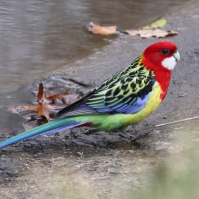 Platycercus eximius (Eastern Rosella) at O'Connor, ACT - 7 Jul 2024 by AlisonMilton