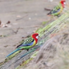 Platycercus eximius at O'Connor, ACT - 7 Jul 2024 11:42 AM