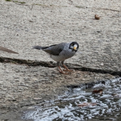 Manorina melanocephala (Noisy Miner) at O'Connor, ACT - 7 Jul 2024 by AlisonMilton