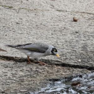 Manorina melanocephala at O'Connor, ACT - 7 Jul 2024