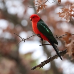 Alisterus scapularis (Australian King-Parrot) at O'Connor, ACT - 7 Jul 2024 by AlisonMilton