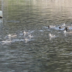 Anas gracilis (Grey Teal) at Lyneham, ACT - 7 Jul 2024 by AlisonMilton