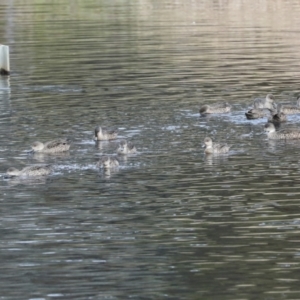 Anas gracilis at Lyneham, ACT - 7 Jul 2024 10:58 AM