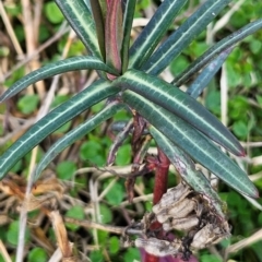 Euphorbia lathyris (Caper Spurge) at Strathnairn, ACT - 22 Jul 2024 by Untidy