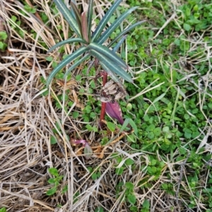 Euphorbia lathyris at Strathnairn, ACT - 22 Jul 2024