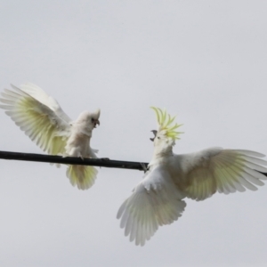 Cacatua galerita at Lyneham, ACT - 7 Jul 2024