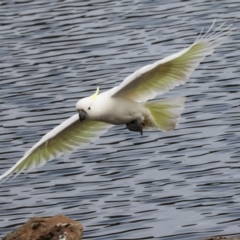 Cacatua galerita at Lyneham, ACT - 7 Jul 2024