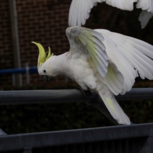 Cacatua galerita at Lyneham, ACT - 7 Jul 2024