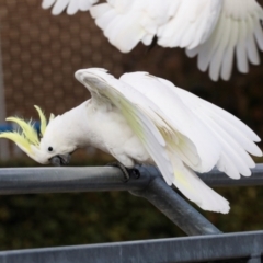 Cacatua galerita at Lyneham, ACT - 7 Jul 2024