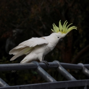 Cacatua galerita at Lyneham, ACT - 7 Jul 2024