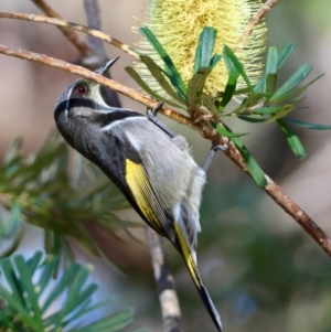 Phylidonyris pyrrhopterus at Mongarlowe, NSW - suppressed