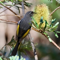 Phylidonyris pyrrhopterus at Mongarlowe, NSW - suppressed