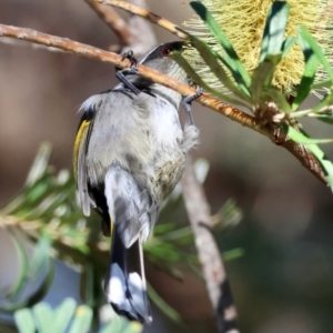 Phylidonyris pyrrhopterus at Mongarlowe, NSW - 23 Jul 2024