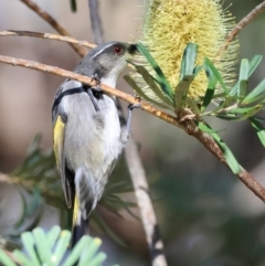 Phylidonyris pyrrhopterus at Mongarlowe, NSW - 23 Jul 2024