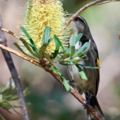 Phylidonyris pyrrhopterus at Mongarlowe, NSW - 23 Jul 2024