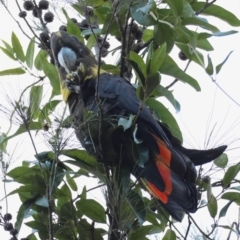 Calyptorhynchus lathami lathami (Glossy Black-Cockatoo) at Moruya, NSW - 23 Jul 2024 by LisaH