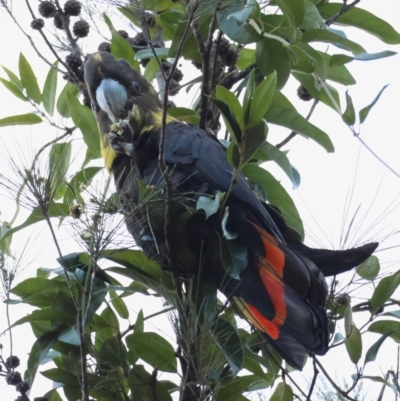 Calyptorhynchus lathami lathami (Glossy Black-Cockatoo) at Moruya, NSW - 22 Jul 2024 by LisaH