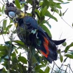 Calyptorhynchus lathami lathami at Moruya, NSW - suppressed