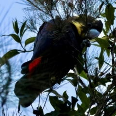 Calyptorhynchus lathami lathami at Moruya, NSW - 23 Jul 2024