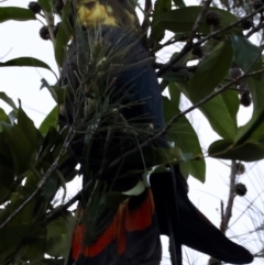 Calyptorhynchus lathami lathami at Moruya, NSW - 23 Jul 2024