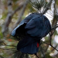 Calyptorhynchus lathami lathami at Moruya, NSW - 23 Jul 2024