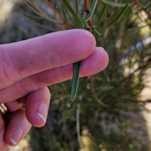 Hakea microcarpa at Booth, ACT - 23 Jul 2024