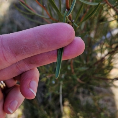 Hakea microcarpa (Small-fruit Hakea) at Booth, ACT - 23 Jul 2024 by BethanyDunne