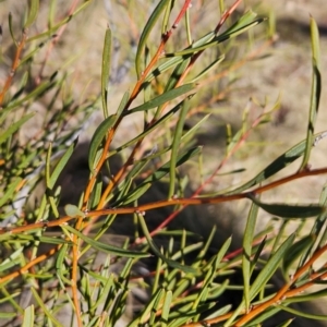 Hakea microcarpa at Booth, ACT - 23 Jul 2024