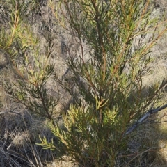 Hakea microcarpa at Booth, ACT - 23 Jul 2024