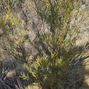 Hakea microcarpa at Booth, ACT - 23 Jul 2024 12:40 PM