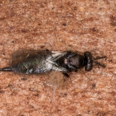 Unidentified Wasp (Hymenoptera, Apocrita) at Belconnen, ACT - 19 Jul 2024 by kasiaaus