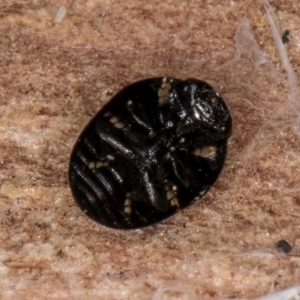 Phalacridae (family) at Belconnen, ACT - 19 Jul 2024