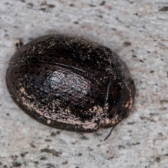 Trachymela sp. (genus) (Brown button beetle) at Belconnen, ACT - 19 Jul 2024 by kasiaaus