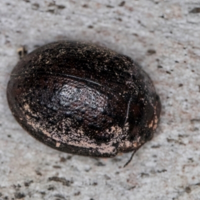 Trachymela sp. (genus) (Brown button beetle) at Belconnen, ACT - 19 Jul 2024 by kasiaaus