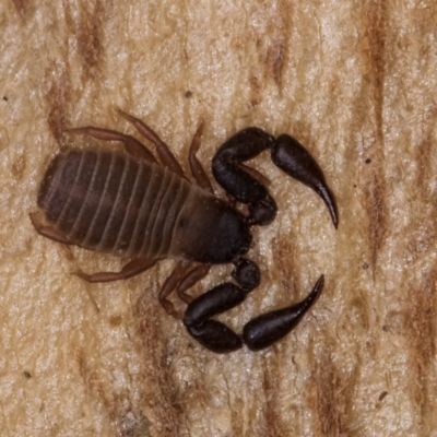 Conicochernes sp. (genus) (Chernetid Pseudoscorpion) at Belconnen, ACT - 19 Jul 2024 by kasiaaus