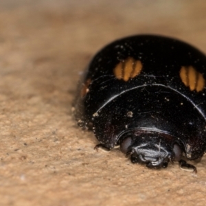 Paropsisterna octosignata at Belconnen, ACT - 19 Jul 2024