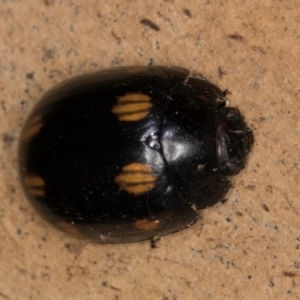 Paropsisterna octosignata at Belconnen, ACT - 19 Jul 2024