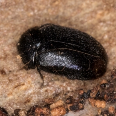 Dermestidae sp. (family) (Dermestid, carpet or hide beetles) at Belconnen, ACT - 19 Jul 2024 by kasiaaus