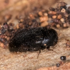 Dermestidae sp. (family) at Belconnen, ACT - 19 Jul 2024