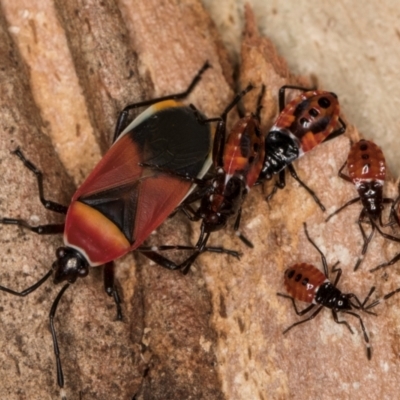 Dindymus versicolor (Harlequin Bug) at Belconnen, ACT - 19 Jul 2024 by kasiaaus