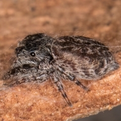 Servaea sp. (genus) at Belconnen, ACT - 19 Jul 2024 by kasiaaus