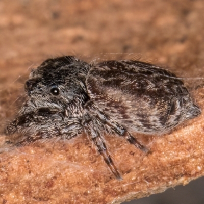 Servaea sp. (genus) at Belconnen, ACT - 19 Jul 2024 by kasiaaus