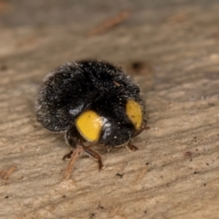 Apolinus lividigaster (Yellow Shouldered Ladybird) at Belconnen, ACT - 19 Jul 2024 by kasiaaus