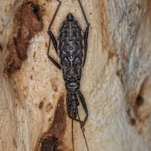 Piestolestes obscurus at Belconnen, ACT - 19 Jul 2024